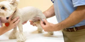 How to Keep Your Pet’s Joints and Bones Healthy Throughout Their Life