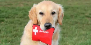 Best Outdoor Pet First Aid Kits: Be Prepared for Anything