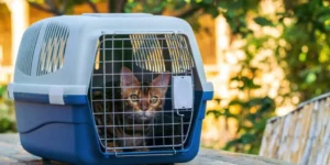 Top Portable Pet Carriers for Outdoor Travel and Camping