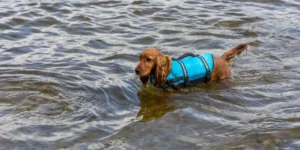 Ensuring Safety on Water Adventures