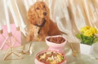 A Guide to Pet Wellness Plans and Their Benefits