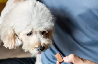 Effective Strategies for Preventing Heartworm in Pets