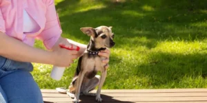 Protecting Your Pet From Insects and Parasites Outdoors