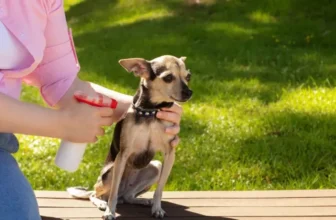 Protecting Your Pet From Insects and Parasites Outdoors