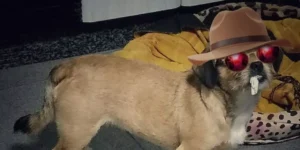 How Smart Pet Gadgets Are Helping Pet Owners Manage Health and Diet