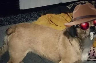 How Smart Pet Gadgets Are Helping Pet Owners Manage Health and Diet