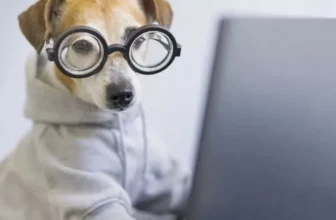 Top Smart Pet Products to Make Traveling With Your Pet Easier